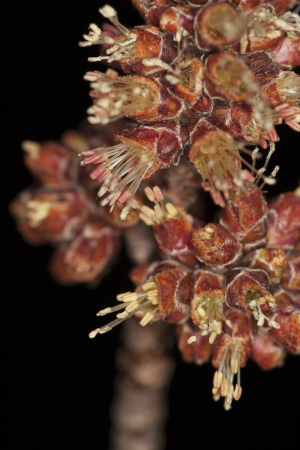 Silver Maple Flower